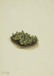 Schnee-Weide Salix nivalis, 1918