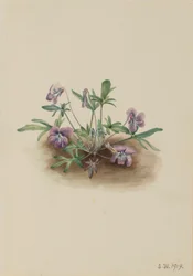 Südliche Küstenveilchen (Viola septemloba)