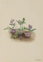 Südliche Küstenveilchen Viola septemloba, 1919