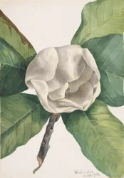 Südliche Magnolie