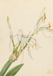 Spinnenlilie (Hymenocallis rotata)