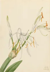 Spinnenlilie (Hymenocallis rotata)