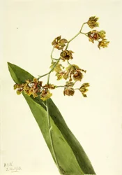 Geflecktes Cyrtopodium (Cyrtopodium punctatum)