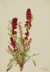 Erdbeer-Gänsefuß (Chenopodium capitatum)