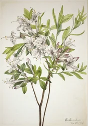 Sumpfazalee Azalea viscosa