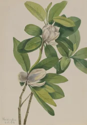 Sumpf-Magnolie (Magnolia virginiana)