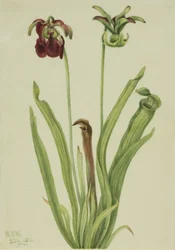 Sarracenia rubra (Süßer Schlauch)