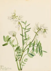 Süßklee (Hedysarum mackenzii)
