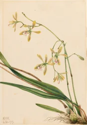 Tampa Epidendrum (Epidendrum tampense)