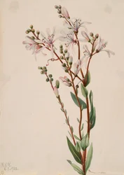 Tarflower Befaria racemosa, 1922