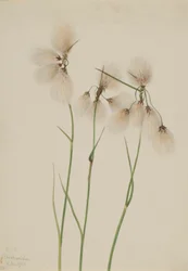 Schmalblättriges Wollgras (Eriophorum angustifolium)