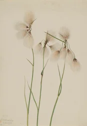 Schmalblättriges Wollgras Eriophorum angustifolium, 1920