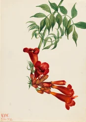 Trompetenblume (Bignonia radicans)