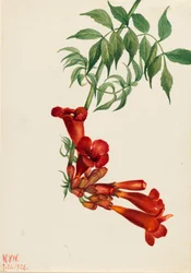 Trompetenblume Bignonia radicans, 1926