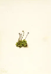 Polster-Steinbrech (Saxifraga caespitosa)