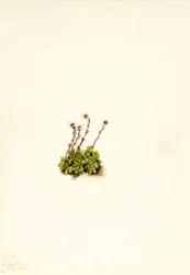 Polster-Steinbrech Saxifraga caespitosa, 1921
