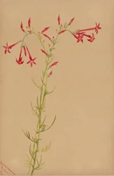 Ohne Titel - Blumenstudie