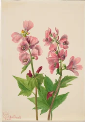 Ohne Titel--Blumenstudie