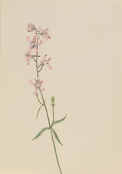 Ohne Titel - Blumenstudie