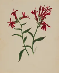 Ohne Titel - Blumenstudie