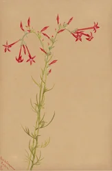 Unbetitelt - Blumenstudie, 1883