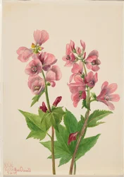 Ohne Titel - Blumenstudie