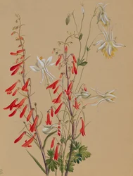 Ohne Titel - Blumenstudie, ca. 1883-1900