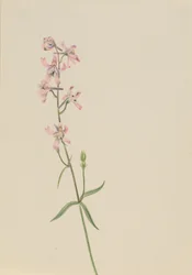 Ohne Titel--Blumenstudie, ca. 1900-1930