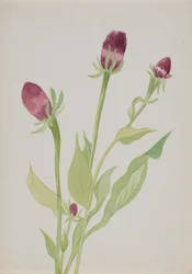 Ohne Titel--Blumenstudie, n.d.
