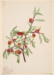 Unbetitelt--Pflanzenstudie