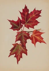 Ohne Titel (Herbstblätter)