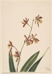 Ohne Titel (Blumenstudie)