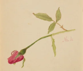 Ohne Titel (Rose)