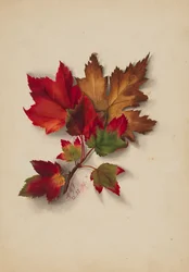 Ohne Titel - Herbstblätter, 1874