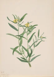 Unbetitelte Blumenstudie, 1923