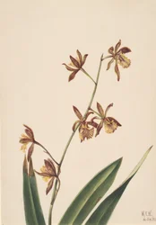 Unbetitelte Blumenstudie, 1924