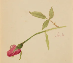 Ohne Titel Rose, 1872