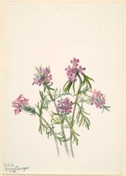 Eisenkraut (Verbena wrightii)