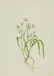 Virginia-Frühlingsschönheit Claytonia virginica, 1919