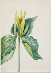 Waldlilie (Trillium underwoodii)
