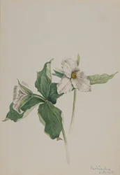 Wake-Robin Trillium grandiflorum