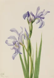 Westliche Blaue Flagge (Iris missouriensis)