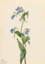 Westliche Glockenblumen Mertensia paniculata, 1920