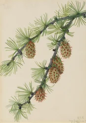 Westliche Lärche (Larix occidentalis)