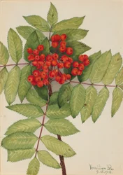 Westliche Eberesche (Sorbus sambucifolia)