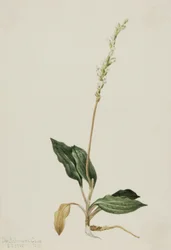 Westliche Klapperschlangen-Wurzel (Peranium decipiens)