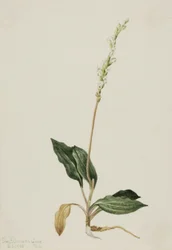 Westliche Klapperschlangen-Orchidee Peranium decipiens, 1905