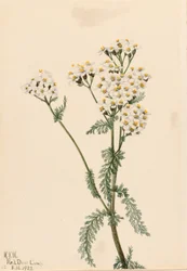 Westliche Schafgarbe (Achillea lanulosa)