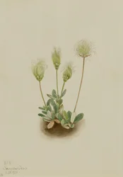 Weiße Dryade (Dryas octopetala)