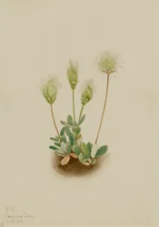 Weiße Dryade Dryas octopetala, 1920